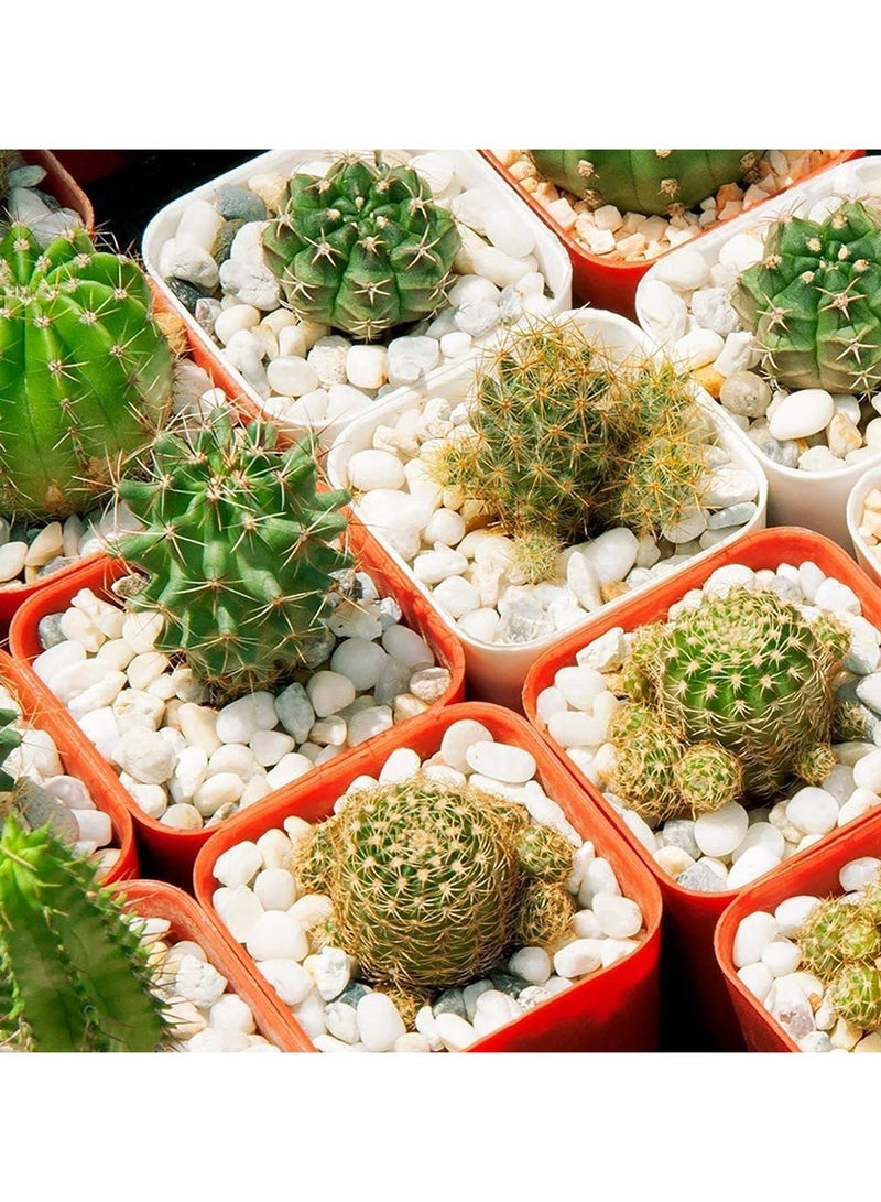 فيبارتي الحصى الزخرفية ، الحصى الطبيعي الصغير المصقول المختلط للأحواض المائية النباتية ، إناء للزهور ، المناظر الطبيعية ، البرك ، مرابي ، حشوات مزهريات ، DIY ، ديكور حديقة المنزل (حوالي 0.5-1.2 بوصة) 10 كجم  - Image 5