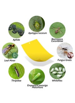 Lavish Fly Trap Sticker Board for Kitchen Farm Plant Garden 5 unit  - Image 3