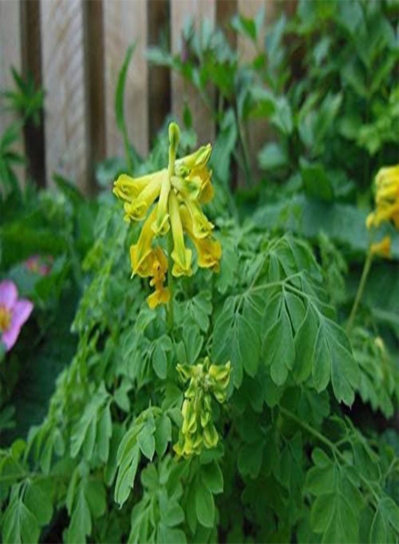 GGOOT Corydalis Lutea x25 Seeds Hardy Perennial