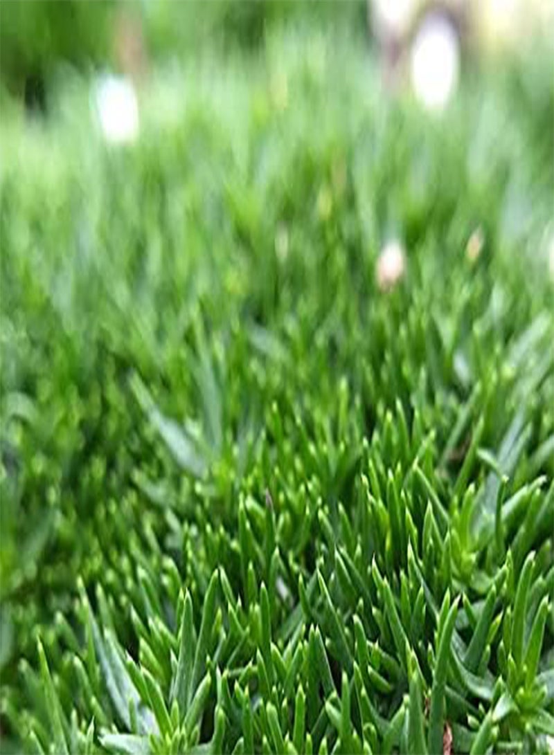 GGOOT 10pcs Barbados Cherry Fruit Seeds