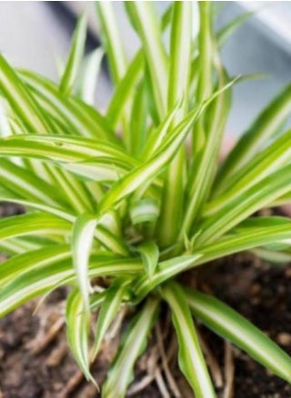 Chlorophytum or Spider Plant 20 CM | Fresh, Green Indoor Plant Perfect for Air Purification and Home Styling - pzsku/Z7621FF9023D318278FACZ/45/_/1731584919/dc069a80-25a7-4317-8a66-f5c7da5d457d
