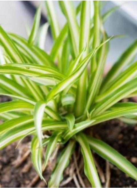 Chlorophytum or Spider Plant 20 CM | Fresh, Green Indoor Plant Perfect for Air Purification and Home Styling