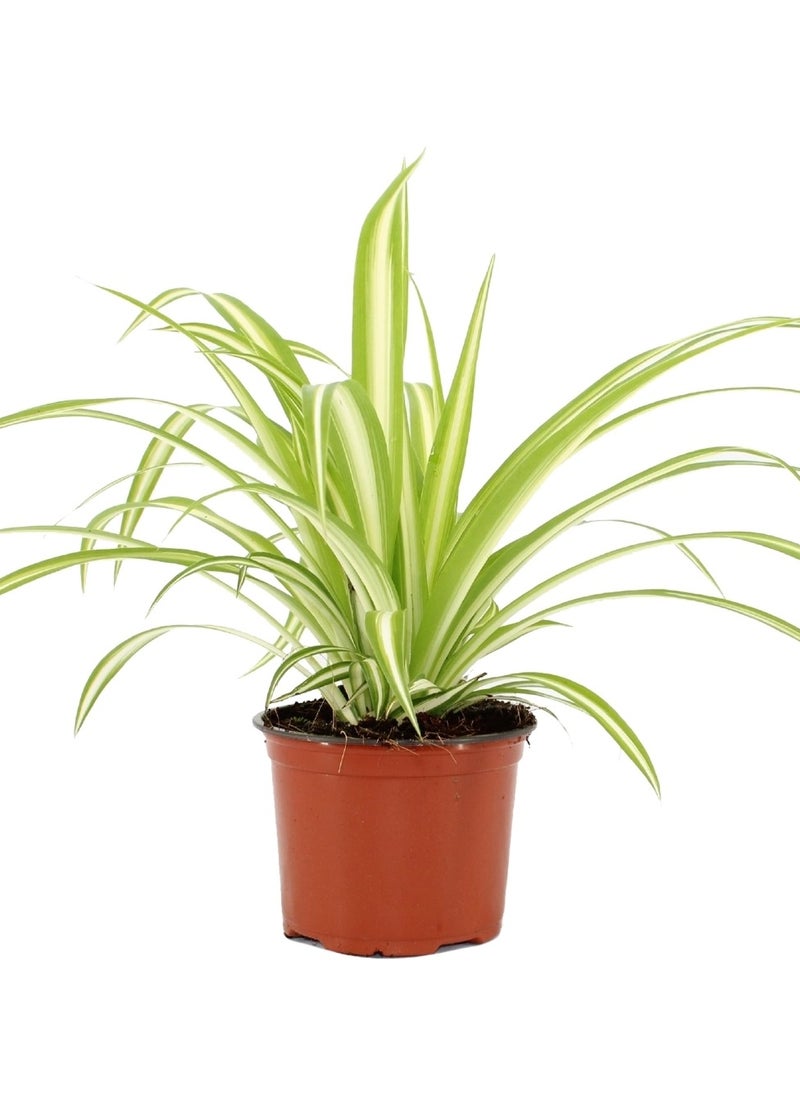 Chlorophytum or Spider Plant 20 CM | Fresh, Green Indoor Plant Perfect for Air Purification and Home Styling