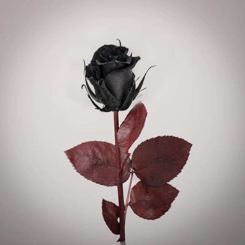 Floweraura FlowerAura Love Special Romantic Forever Real Preserved Black Rose Flower For Birthday Gift Anniversary Gift Valentines Day Rose Day Gift For Boyfriend Girlfriend Wife Husband  - Image 3