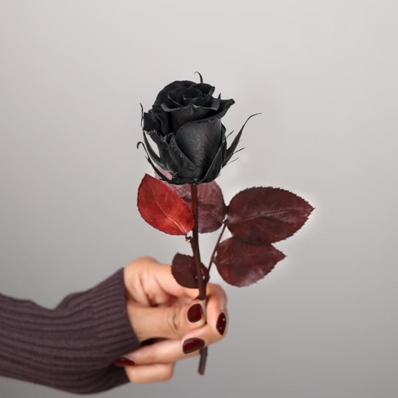 Floweraura FlowerAura Love Special Romantic Forever Real Preserved Black Rose Flower For Birthday Gift Anniversary Gift Valentines Day Rose Day Gift For Boyfriend Girlfriend Wife Husband  - Image 2