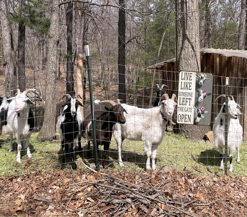 Crazysign Goat Gifts Vintage Goat Decor Sign Live Like Someone Left The Gate Open Tin Sign for Home Farm Fence Kitchen Bathroom Bedroom Wall Decor 8x12 Inches (3198) - Image 5