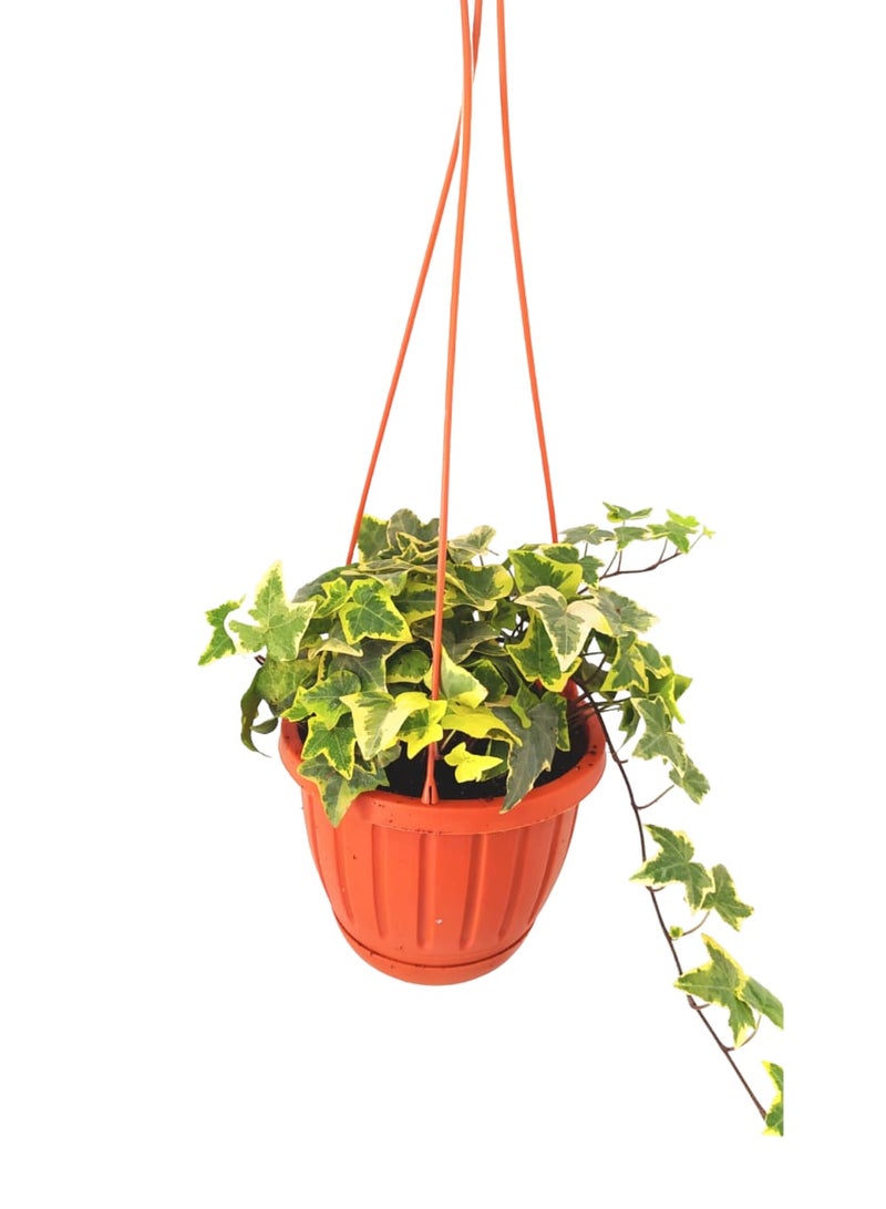 Shatla Shop Yellow English Ivy Plant 
