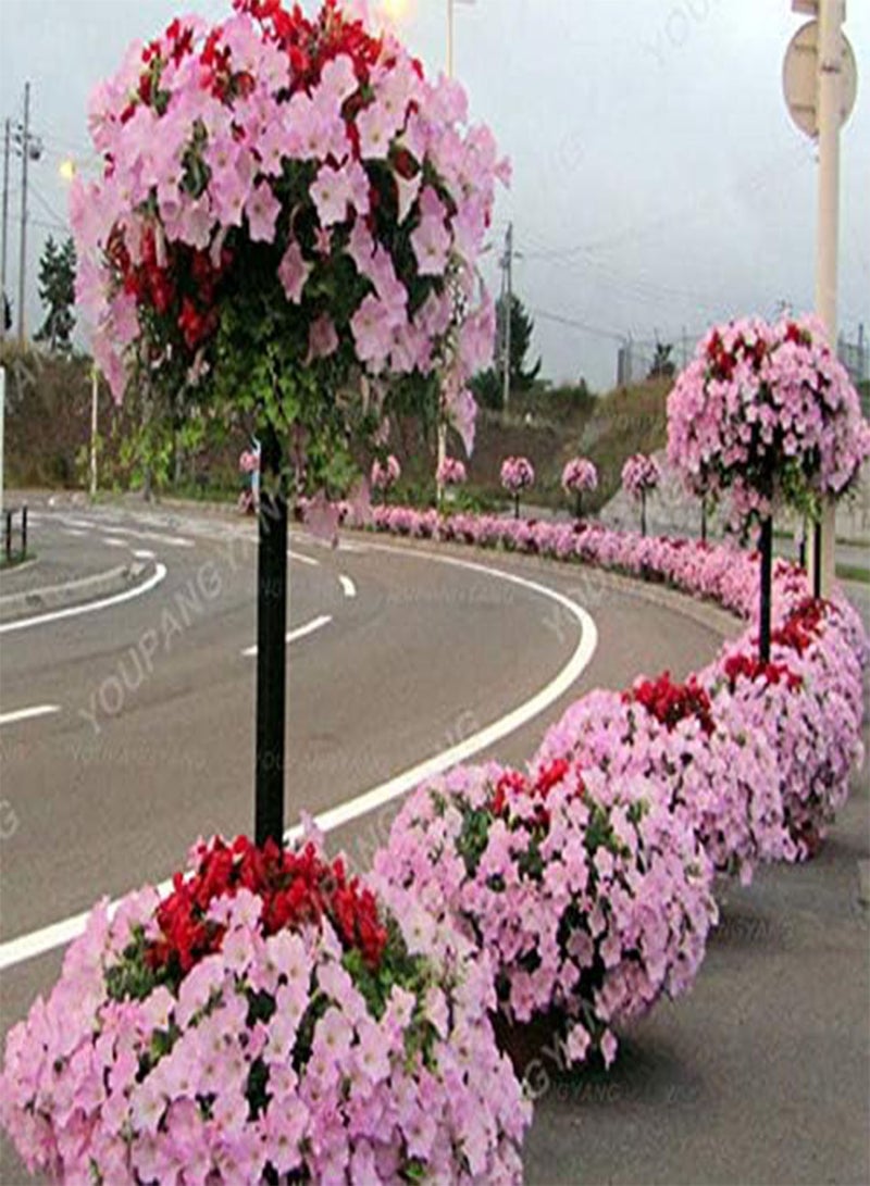 GGOOT Fresh 100 pcs Hanging Petunia Perennial Flower Seed for Planting Light Pink - Image 1