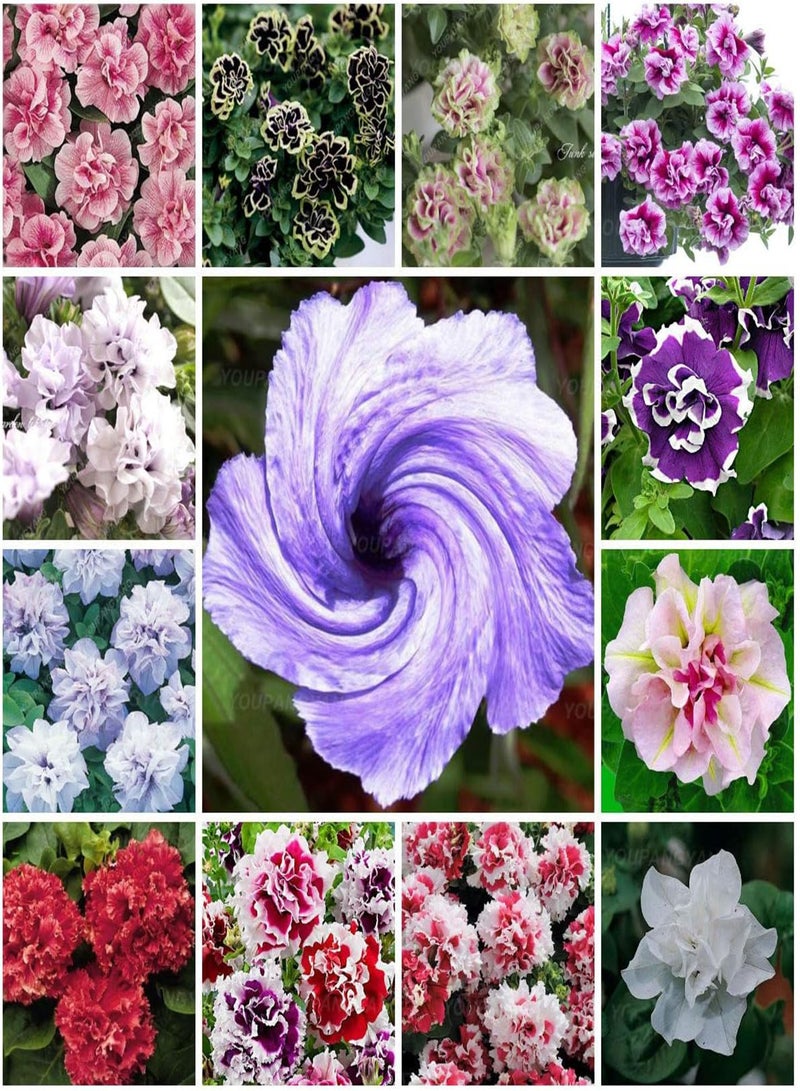 GGOOT Fresh 100 pcs Hanging Petunia Perennial Flower Seed for Planting Light Pink - Image 4