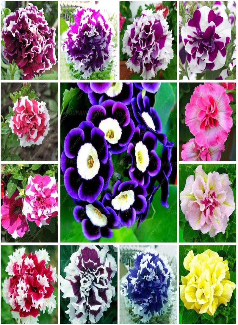 GGOOT Fresh 100 pcs Hanging Petunia Perennial Flower Seed for Planting Light Pink - Image 3