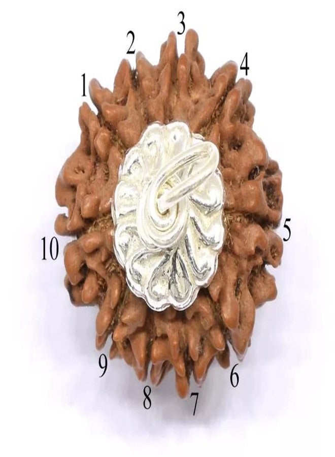 IRIS GEMS Ten mukhi rudraksha original certified 10 mukhi rudraksha nepal brown bead for men & women for pendant bracelet ten face rudraksha दस मुखी रुद्राक्ष 10 फेस रुद्राक्ष नेपाली 10 मुखी रुद्राक्ष - Image 2