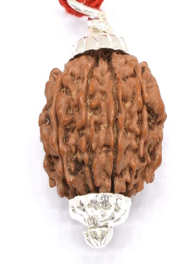 IRIS GEMS Ten mukhi rudraksha original certified 10 mukhi rudraksha nepal brown bead for men & women for pendant bracelet ten face rudraksha दस मुखी रुद्राक्ष 10 फेस रुद्राक्ष नेपाली 10 मुखी रुद्राक्ष - Image 1