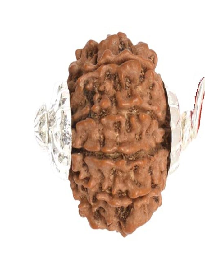 IRIS GEMS Ten mukhi rudraksha original certified 10 mukhi rudraksha nepal brown bead for men & women for pendant bracelet ten face rudraksha दस मुखी रुद्राक्ष 10 फेस रुद्राक्ष नेपाली 10 मुखी रुद्राक्ष - Image 3