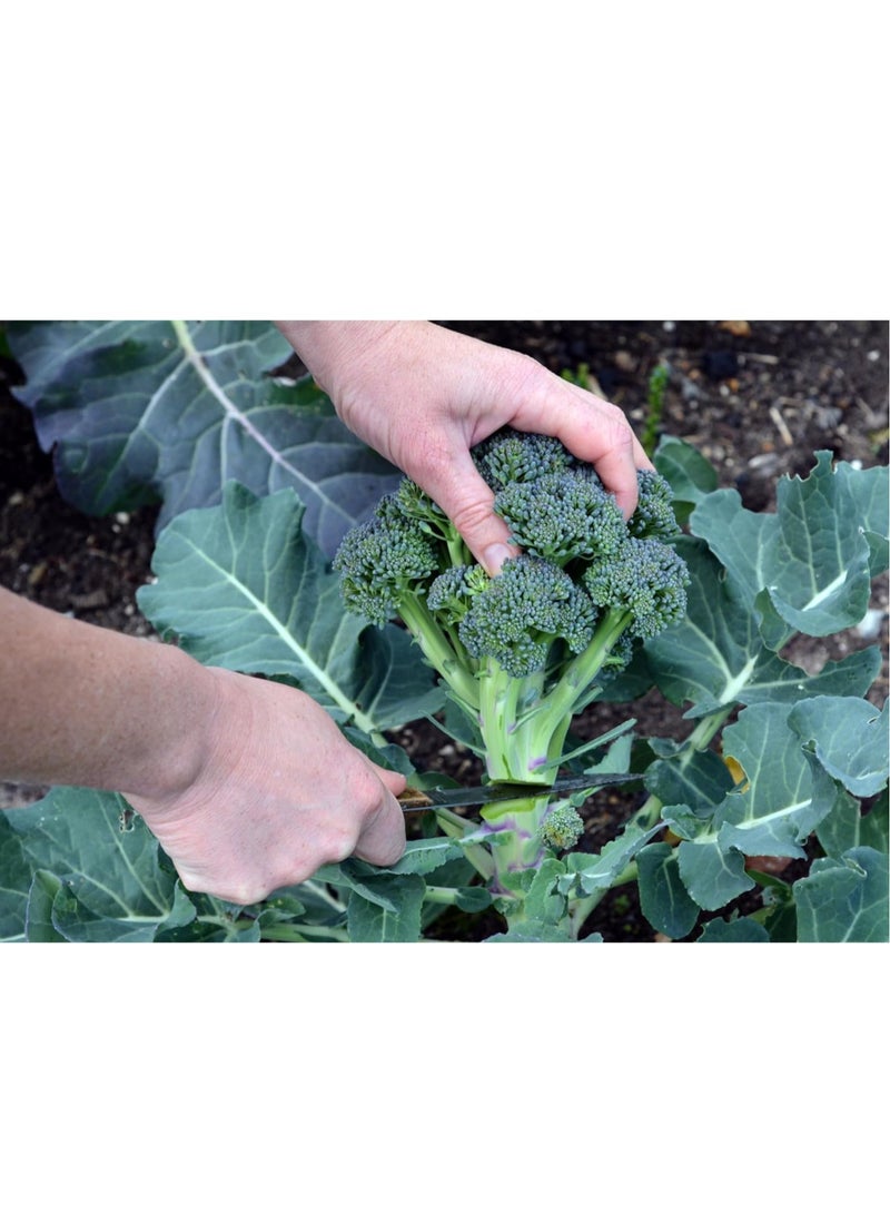 vsell24 10G Organic Broccoli Seeds for Planting Grow Broccoli at Home Non-GMO Seeds With 98% Cleaness, 95% Purity, 85% Germination Rate 3PC - Image 2
