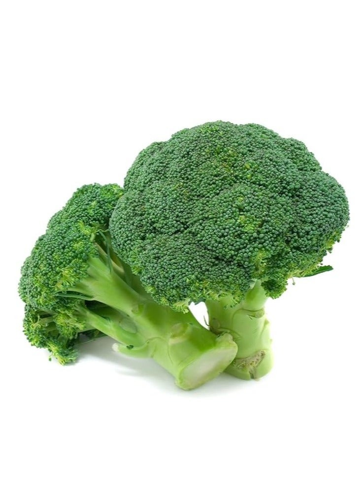 vsell24 10G Organic Broccoli Seeds for Planting Grow Broccoli at Home Non-GMO Seeds With 98% Cleaness, 95% Purity, 85% Germination Rate 3PC - Image 4