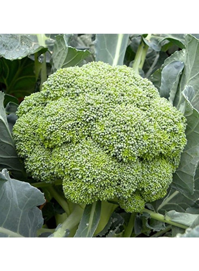 vsell24 10G Organic Broccoli Seeds for Planting Grow Broccoli at Home Non-GMO Seeds With 98% Cleaness, 95% Purity, 85% Germination Rate 3PC - Image 3