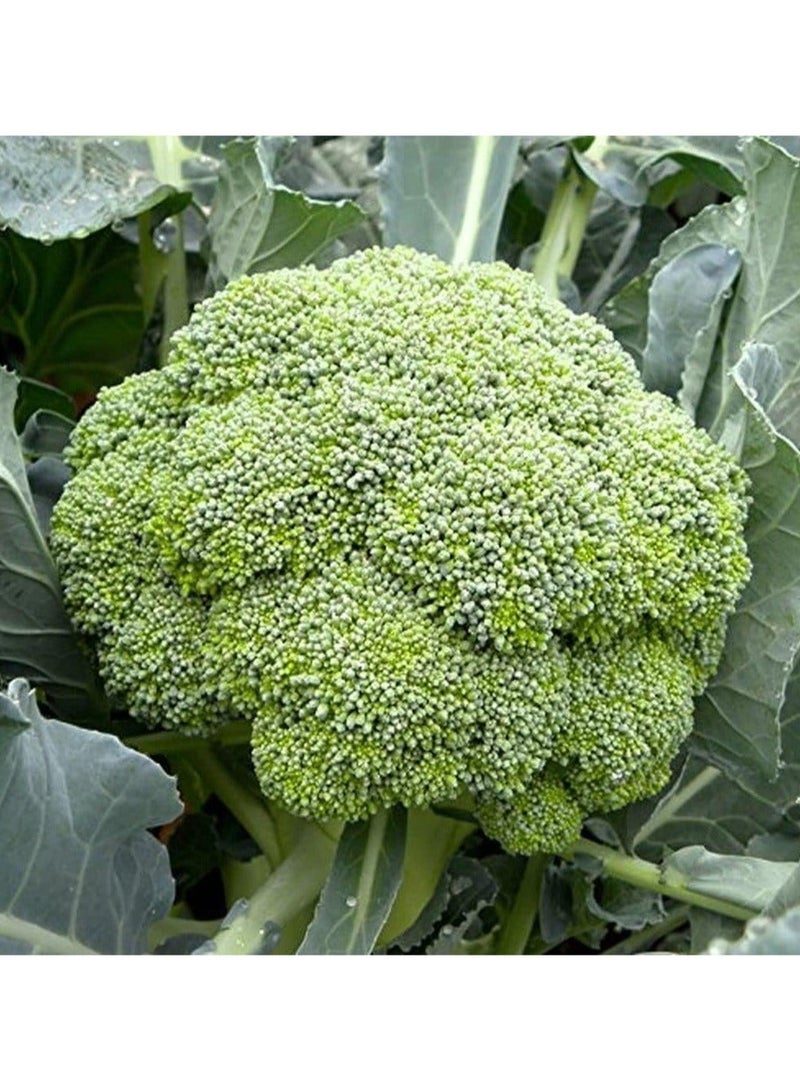 vsell24 Pack of 3-10G Organic Broccoli Seeds for Planting Grow Broccoli at Home Non-GMO Seeds With 98% Cleaness, 95% Purity, 85% Germination Rate - Image 4