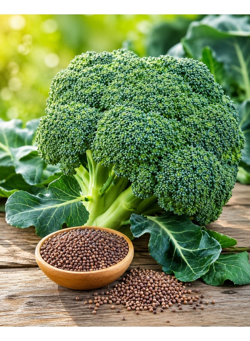 vsell24 Pack of 3-10G Organic Broccoli Seeds for Planting Grow Broccoli at Home Non-GMO Seeds With 98% Cleaness, 95% Purity, 85% Germination Rate - Image 1