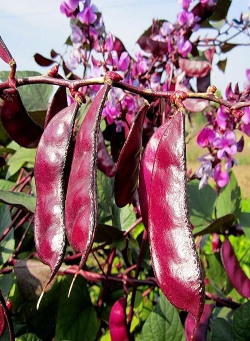 GGOOT seeds Green Garden Flower Plants 30Pcs/Bag Dolichos Lablab Seeds Annual Flowering Purple Medium Watering Flower Seeds for Balcony   Seed - Image 1