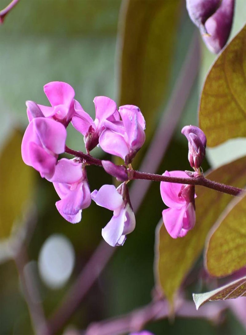 GGOOT seeds Green Garden Flower Plants 30Pcs/Bag Dolichos Lablab Seeds Annual Flowering Purple Medium Watering Flower Seeds for Balcony   Seed - Image 3