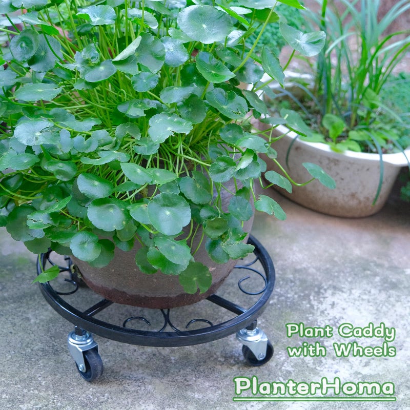 Planterhoma 4 Pack Plant Caddy with Wheels Heavy Duty 11/12/12.6/13.5 Inches Metal Plant Stand with Raised Edge Plant Dolly Rolling Plant Stand Plant Roller with Casters for Indoor and Outdoor - Image 3