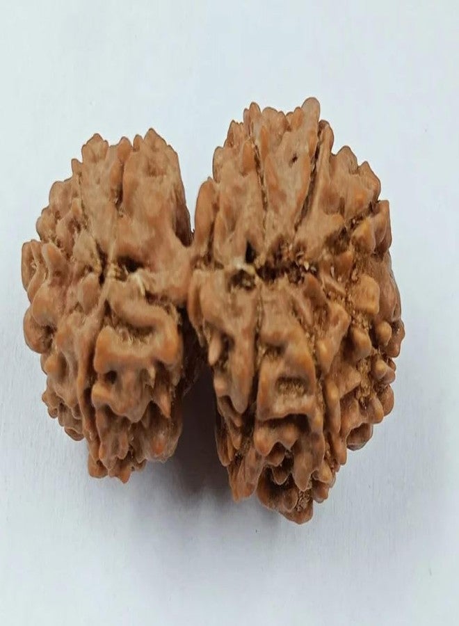 IRIS GEMS Gori Shankar Rudraksha Original Certified Natural Nepali 9 Mukhi Rudraksha Naturally Joined Brown Bead Gori Shankar Rudraksha with Pendant 9 Mukhi Rudraksha for Men & Women by IRIS GEMS - Image 3
