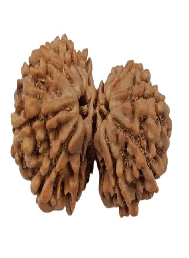 IRIS GEMS Gori Shankar Rudraksha Original Certified Natural Nepali 9 Mukhi Rudraksha Naturally Joined Brown Bead Gori Shankar Rudraksha with Pendant 9 Mukhi Rudraksha for Men & Women by IRIS GEMS - Image 1