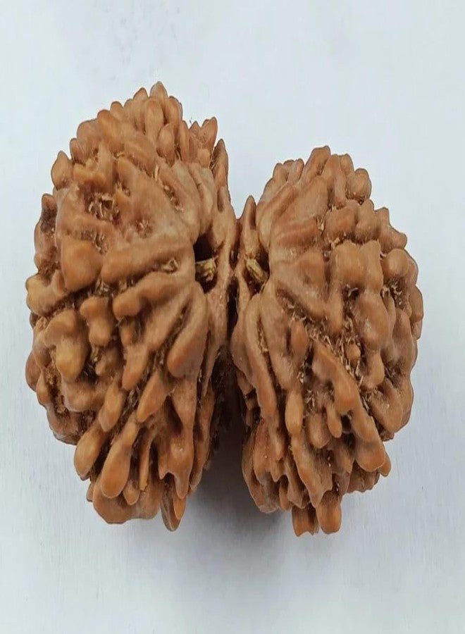 IRIS GEMS Gori Shankar Rudraksha Original Certified Natural Nepali 9 Mukhi Rudraksha Naturally Joined Brown Bead Gori Shankar Rudraksha with Pendant 9 Mukhi Rudraksha for Men & Women by IRIS GEMS - Image 4