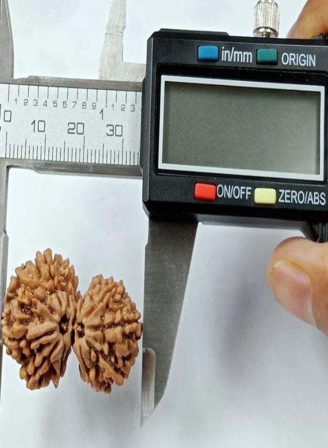 IRIS GEMS Gori Shankar Rudraksha Original Certified Natural Nepali 9 Mukhi Rudraksha Naturally Joined Brown Bead Gori Shankar Rudraksha with Pendant 9 Mukhi Rudraksha for Men & Women by IRIS GEMS - Image 2