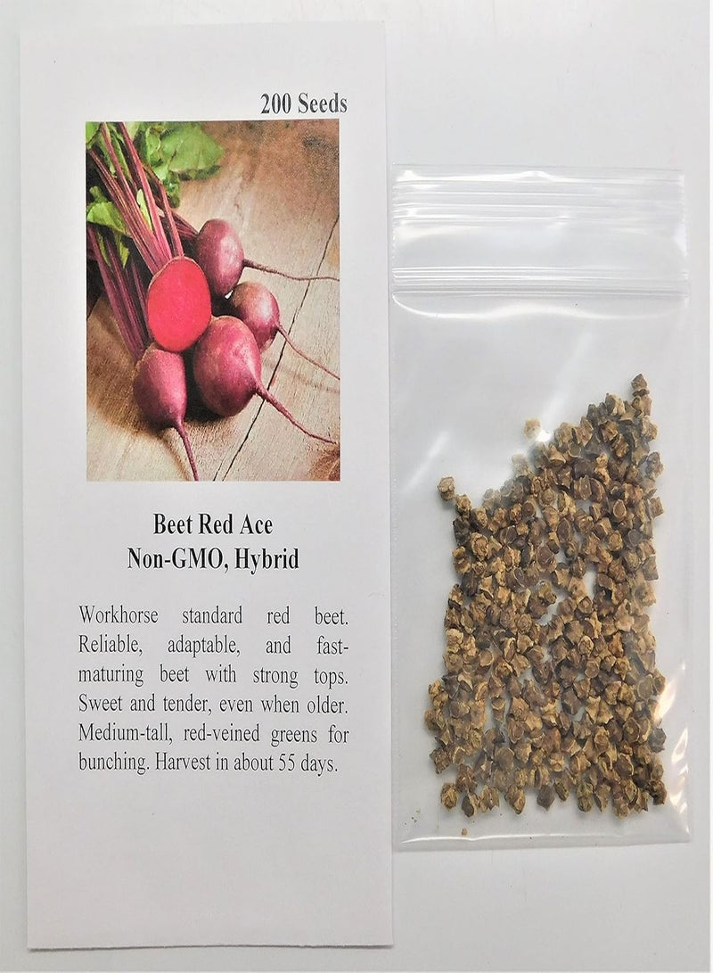GGOOT Beet Red Ace 1239 (Red) 200 Non-GMO, Hybrid Seeds - Image 2