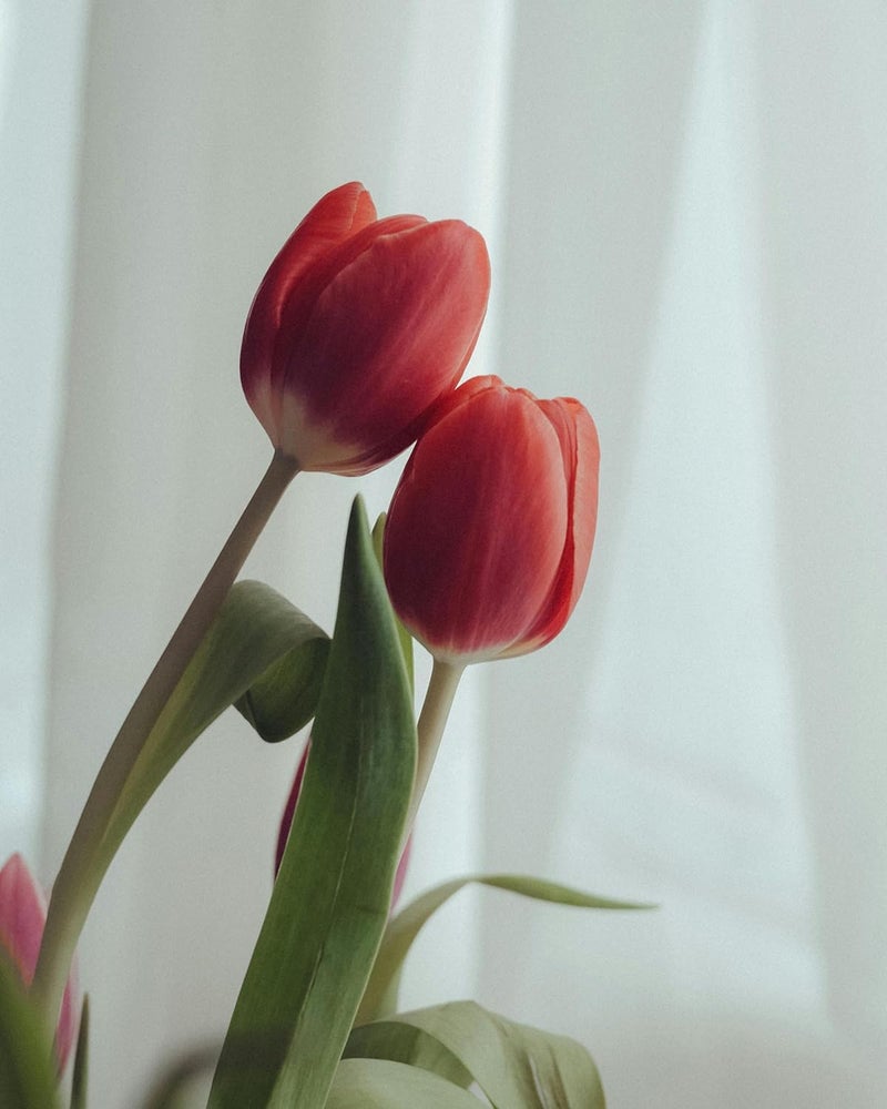 Generic Indus Decor Artificial Tulip Bunch - Beautiful Flowers for Home Décor, Living Room, Bedroom, Office, Tabletop Centerpiece, Wedding Decoration (5 Sticks) (Red)  - Image 5