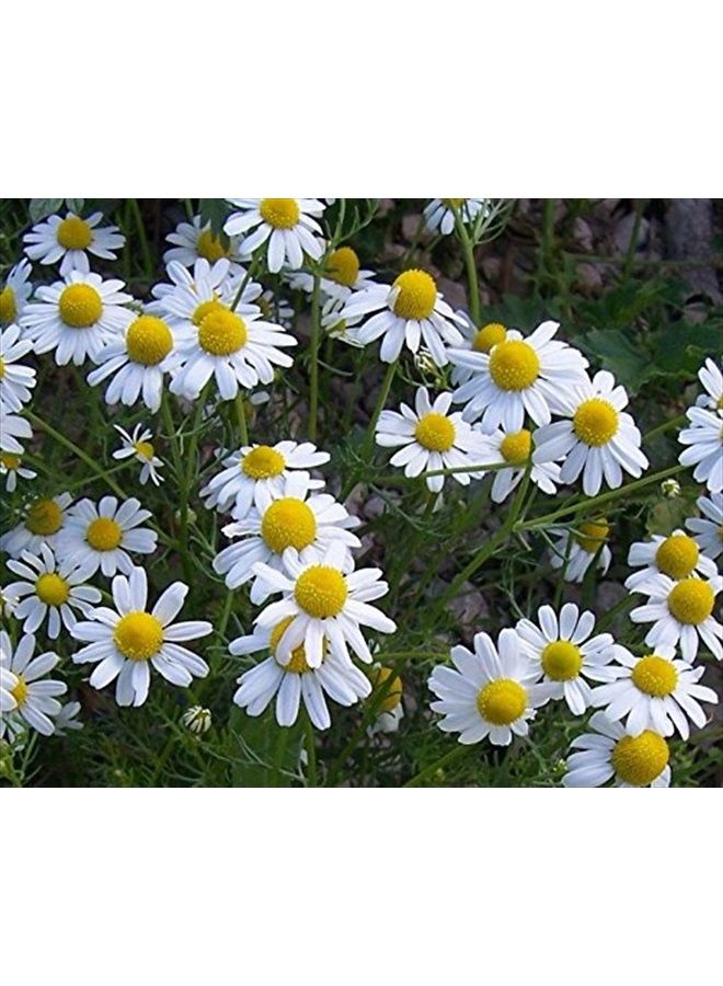 Grisi مستحضر مانزانيلا الذهبي لتفتيح الشعر وفك تشابكه، 8.4 أونصة - Image 5