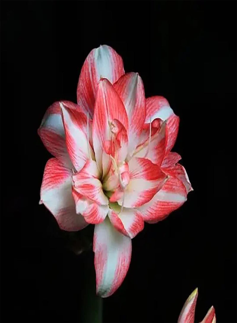 GGOOT 2Stück Amaryllis Zwiebeln in gemischten Farben ziehen Bienen Schmetterlinge an die von Menschen geliebt Werden Schaffen Sie eine einzigartige künstlerische Landschaft Tolle Wahl für die - Image 2
