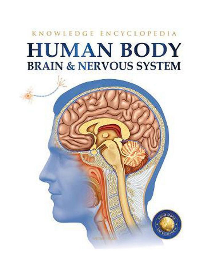 Human Body - Brain And Nervous System