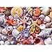 Nitktaia 500 Pieces Jigsaw Puzzles for AdultsColorful Beach Shells Puzzle for Adults ElderlyRecycled Paper Puzzle 500 PiecesGlossy Sturdy Pieces Challenging Family Game Great Gift Idea 205x15in - Image 2
