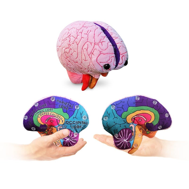 Giant Microbes GIANTmicrobes Brain Model Human Brain Anatomy Model Brain Model for Kids Brain Model for Neuroscience Brain Model for Teaching Brain Model for Psychology 3D Brain Model Brain Anatomy Toy - Image 4