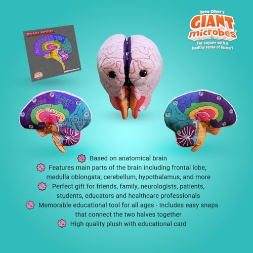Giant Microbes GIANTmicrobes Brain Model Human Brain Anatomy Model Brain Model for Kids Brain Model for Neuroscience Brain Model for Teaching Brain Model for Psychology 3D Brain Model Brain Anatomy Toy - Image 5
