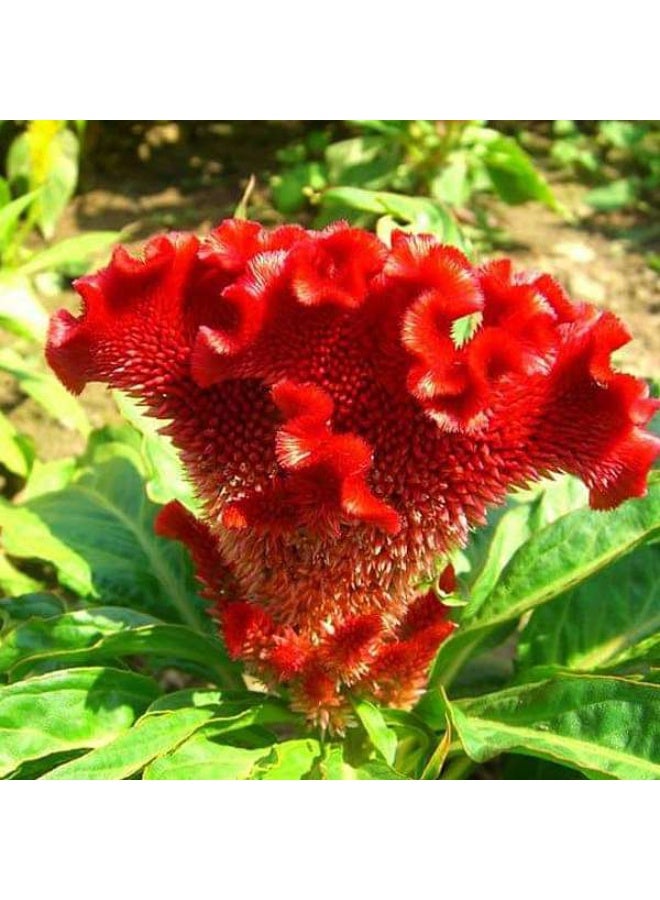Cockscomb Red Desi Flower Seeds