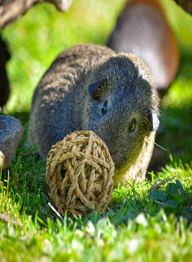 Bac-kitchen 8 Pcs Small Animals Play Balls Rolling Activity Chew Toys Gnawing Treats for Rabbits Guinea Pigs Chinchilla Bunny Natural Balls, Pet Cage Entertainment Accessories (8 Pcs+ Pine Cone) - Image 3