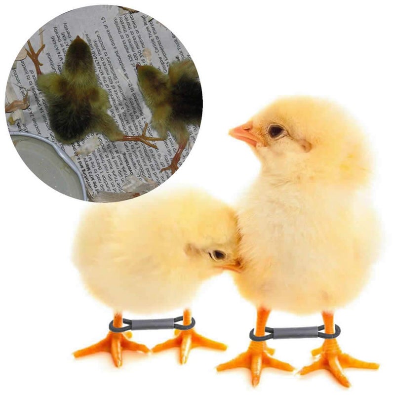 pranovo 50 Pack Baby Chick Leg Hobbles Hobbling Chicken Hobble Braces for Spraddle Leg Repair of 1 to 3 Days Newly Hatched - Image 1