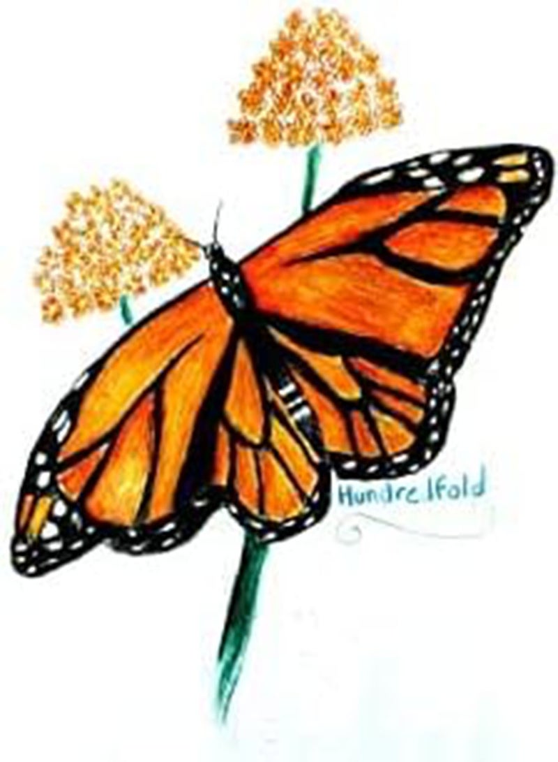 GGOOT Common Milkweed Native Wild Flower 40 Seeds - Asclepias syriaca Milk Weed, Food Source for Monarch Caterpillar and Butterfly - Image 5