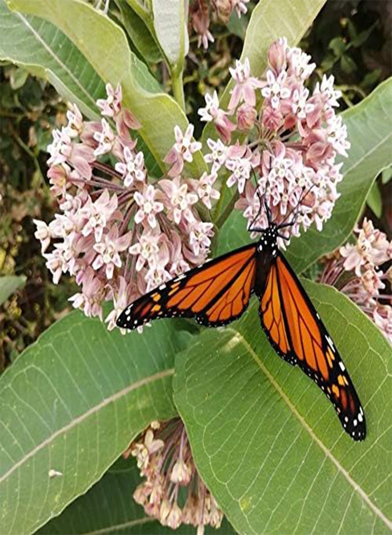 GGOOT Common Milkweed Native Wild Flower 40 Seeds - Asclepias syriaca Milk Weed, Food Source for Monarch Caterpillar and Butterfly - Image 1