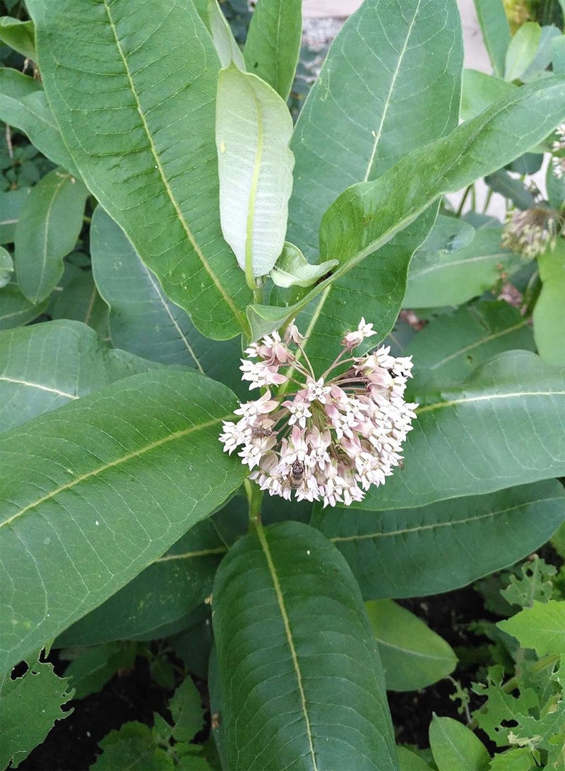 GGOOT Common Milkweed Native Wild Flower 40 Seeds - Asclepias syriaca Milk Weed, Food Source for Monarch Caterpillar and Butterfly - Image 2