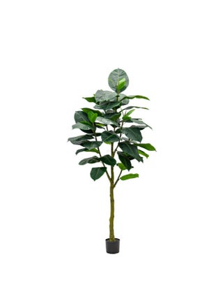 Artificial Ficus Elastica Abidjan 210cm - green - pzsku/Z768450E6D087AE98DBAAZ/45/1747814304/fb22ac54-c37f-472d-a630-4945096621e1