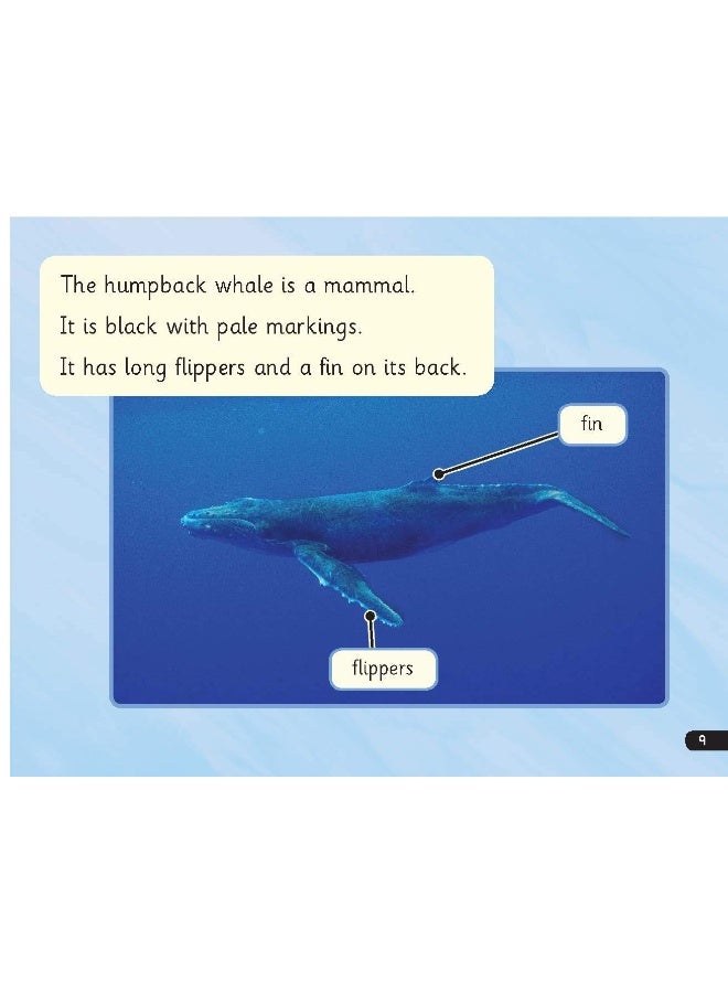 قراءة Write Inc. الصوتيات: المجموعة الزرقاء 6 كتب غير خيالية (حزمة مختلطة من 5) - Image 3