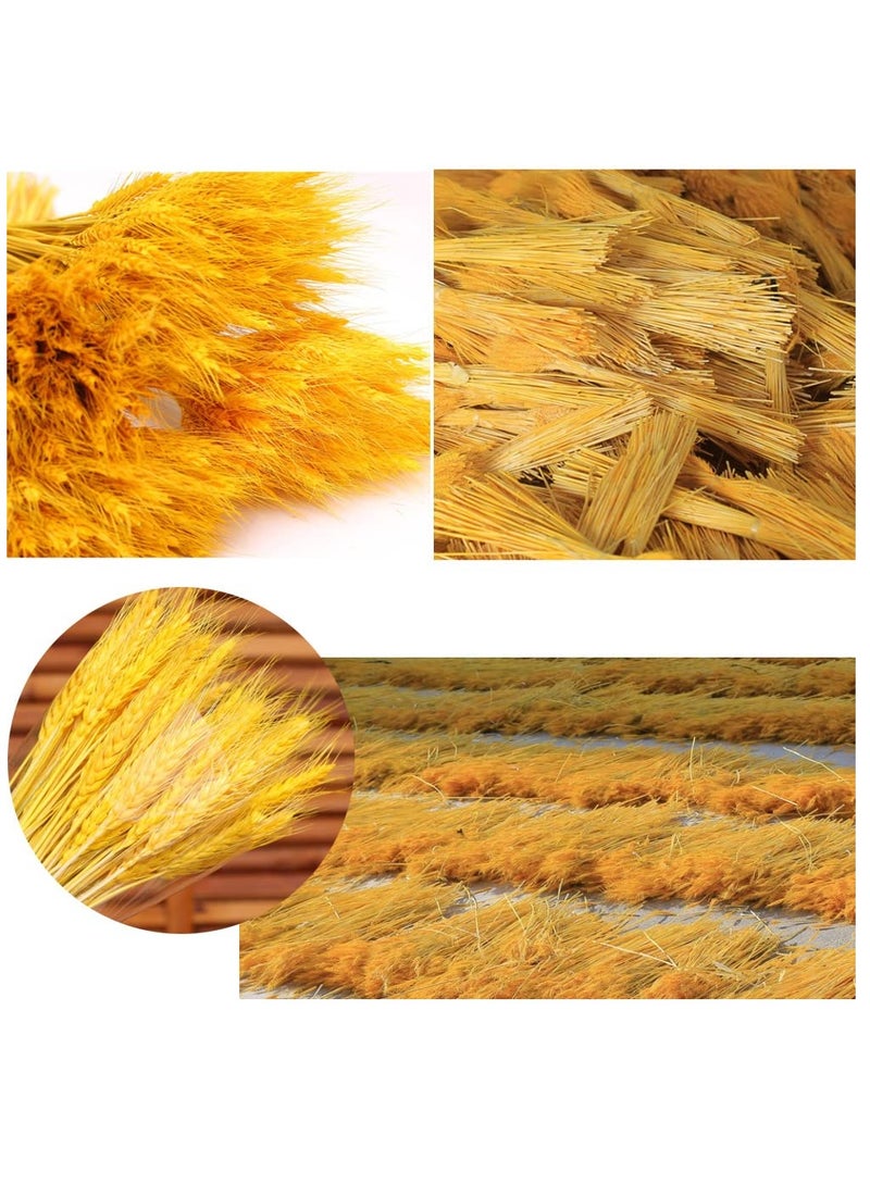 Excefore Dried Wheat Sheaves Stalks Bouquet Bundles, 100 Stems Natural Ear of Wheat Grain Flowers Dry Grass Bunch DIY Arrangements for Home Wedding Store Decorative - Image 2