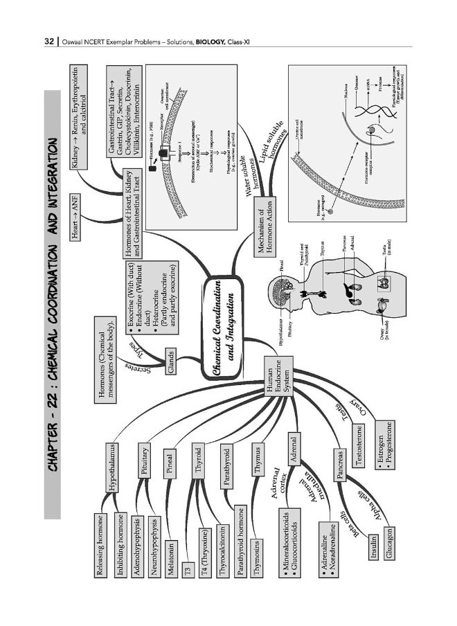 Oswaal NCERT Exemplar (Problems - solutions) Class 11 Biology Book For 2024 Exam - pzsku/Z76AAED0000C5F13EA10AZ/45/_/1738231825/e603cf23-db89-4eee-a8d1-d091a7929ee9