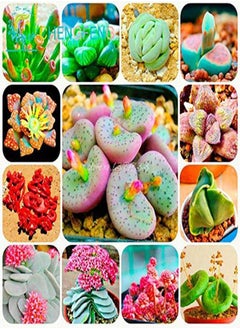 100 / Bag Mix Semi Succulent Lotus Lithops Pseudotruncatella Bonsai Plants Seeds for Home and Garden Flowers Vases Planters Sementes Mostra in Picture mescolare