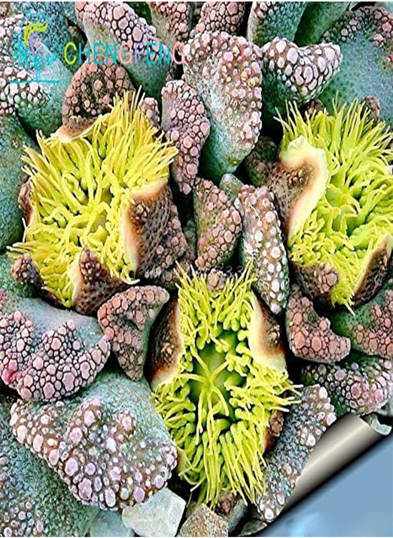 GGOOT - 100 / Bag Mix Semi Succulent Lotus Lithops Pseudotruncatella Bonsai Plants Seeds for Home and Garden Flowers Vases Planters Sementes Mostra in Picture mescolare - Image 1