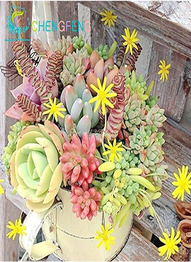 GGOOT - 100 / Bag Mix Semi Succulent Lotus Lithops Pseudotruncatella Bonsai Plants Seeds for Home and Garden Flowers Vases Planters Sementes Mostra in Picture mescolare - Image 1
